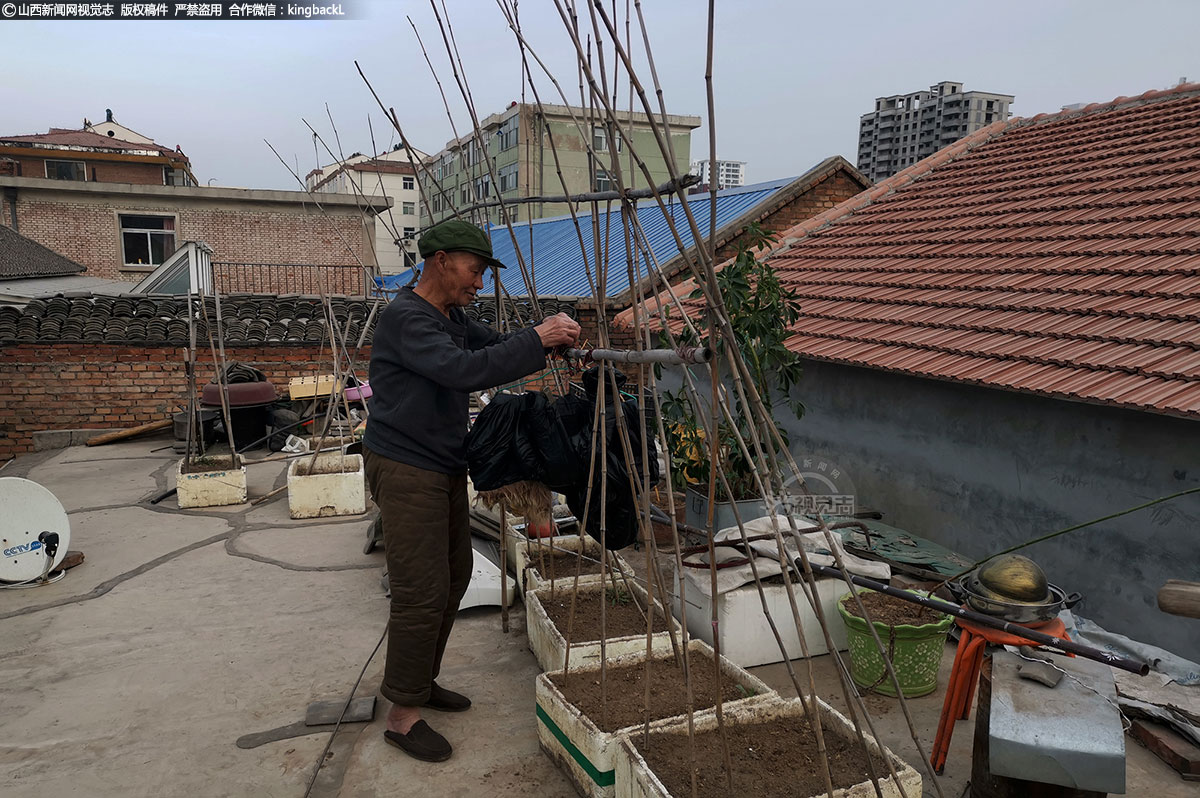      老人是个闲不住的人，他在房顶上种了豆角。由于清理广告早出晚归，“菜园”常常缺少打理。