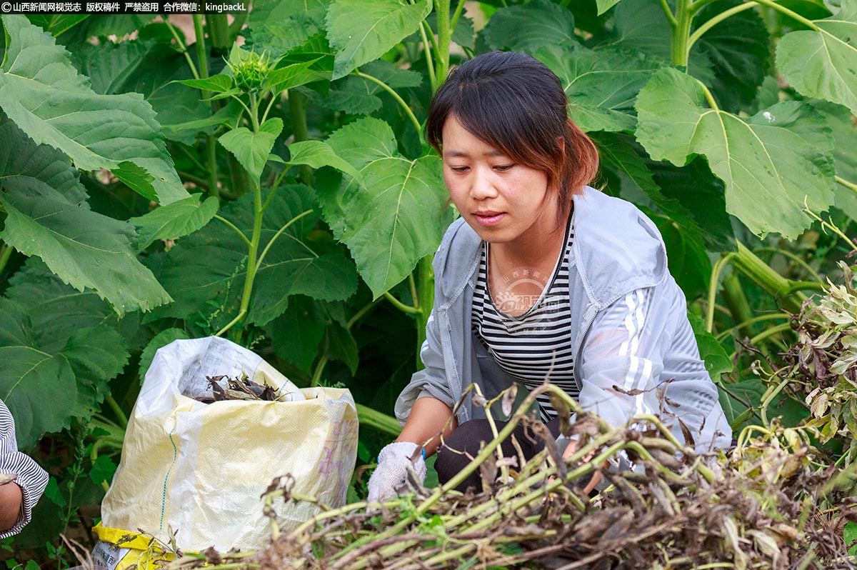      明年姚艳梅将进一步扩大种植规模，初步规划种植1000亩，主要种植水稻，在稻田里养鱼、养鸭，实现鸭稻共生、鱼稻共生的生态种养良性循环。同时集合当地文化，发展稻草工艺品和杂粮秸秆工艺品，延长产业链。