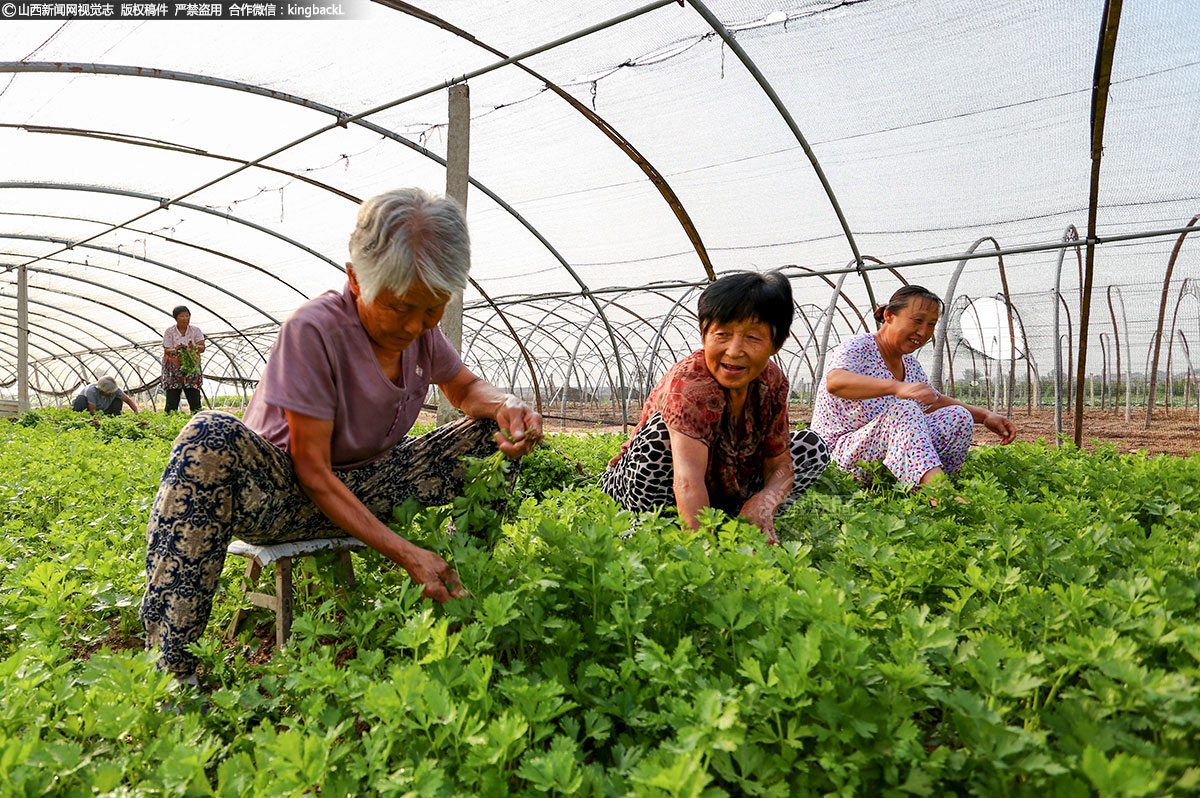      8月8日是农历二十四节气中的立秋时节。自古以来，人们把立秋当作夏秋之交的重要时刻，始终十分重视。立秋以来，新绛县横桥乡的农民朋友抓紧农时，下田劳作，田间一派繁忙景象。早上6点多，当城市刚刚苏醒，横桥乡的村民们已经开始了整日劳作。在南庄村，村民们正在小弓棚里给芹菜间苗。由于进城打工的年轻人越来越多，中老年人已成为田间的主力。（■山西新闻网特约摄影师：孙立民）
