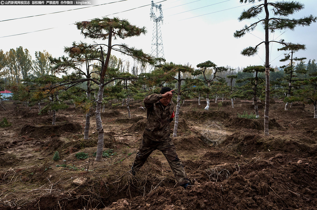     在100亩“油松造型”种植基地，王书记高兴的像个孩子。这里有着松树的绿，他喜欢这种的绿。在他看来，这是军装的特色。“造型油松”受到社会的青睐，发展势头很好。
