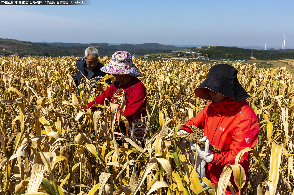      为发展乡村特色产业，特聘请中国农大教授实地考察，听取专家建议，开发绿色农产品产业，为了转变农户盲目追求高产的观念，专门租来6亩农田作为试验田，不施化肥、不撒农药、人工除草等，恢复古法种植，提升农产品质量，从而提高群众收入。