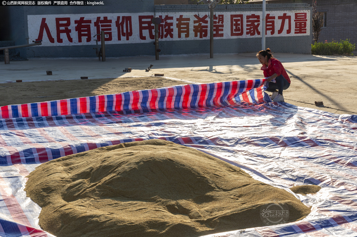      为了开发新的农产品、提高小米品质，寻找更好、更适合本地生长的农作物，通过网上查阅资料、咨询专家，专门从青海购买藜麦种子进行试种，并通过朋友介绍，专程到外地购回优质谷种进行改良，试种的新谷种与老品种相比，在产量、质量、口感都获得了群众好评，改良成功。