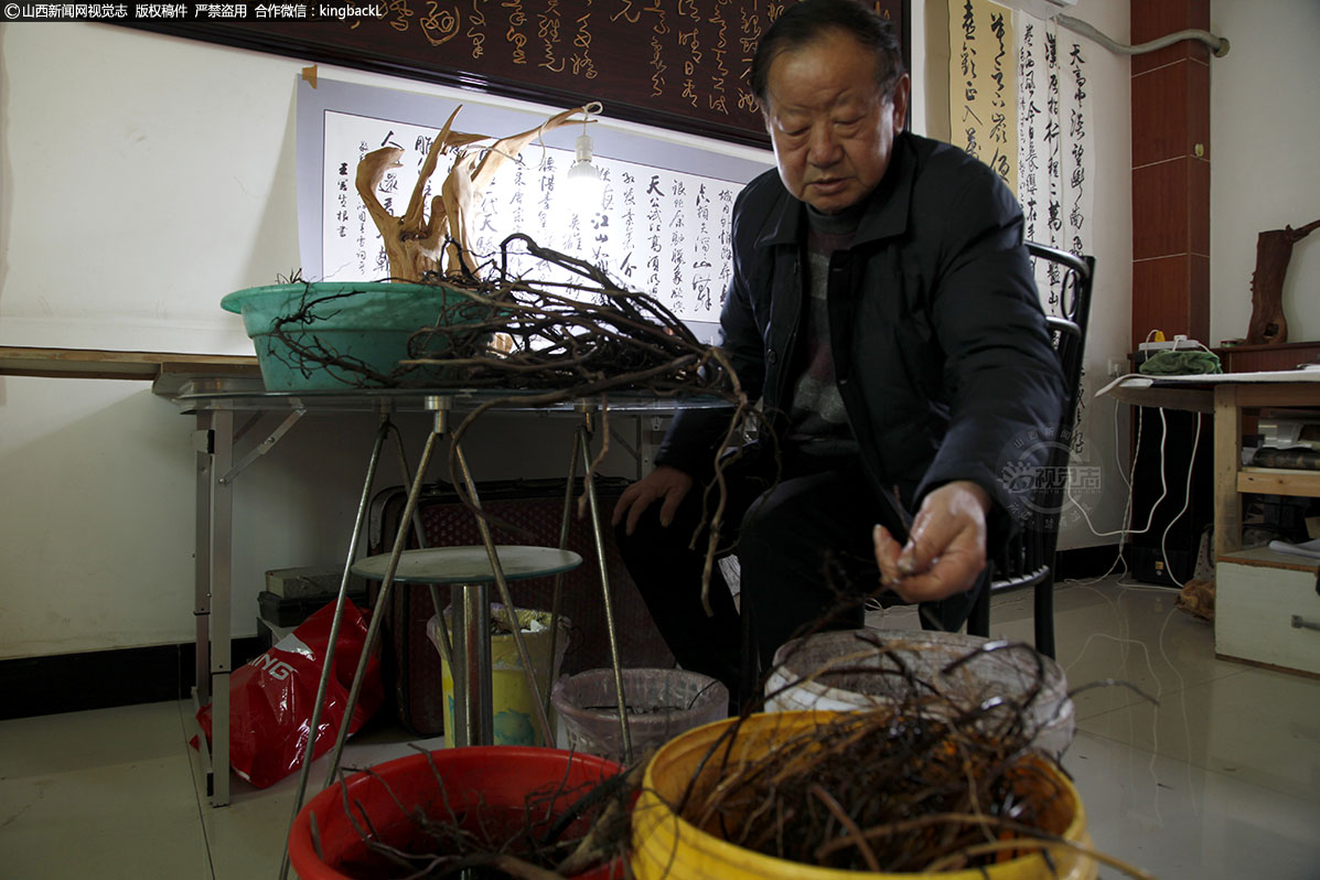      为了保障作品的原料供应，老王经常一个人在老家的山上漫山遍野地转悠，除了自己上山寻找，他还动员自己的亲戚朋友帮他寻找，他的家里存有各式各样的树根。