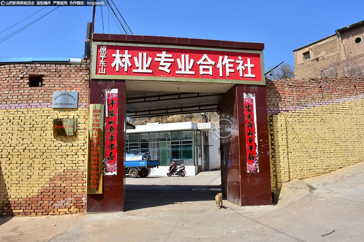      东山林业专业合作社主要从事营造林、林产品加工及销售、红枣采摘及农家乐旅游项目等，该社多次被评为省级示范社和国家级示范社。