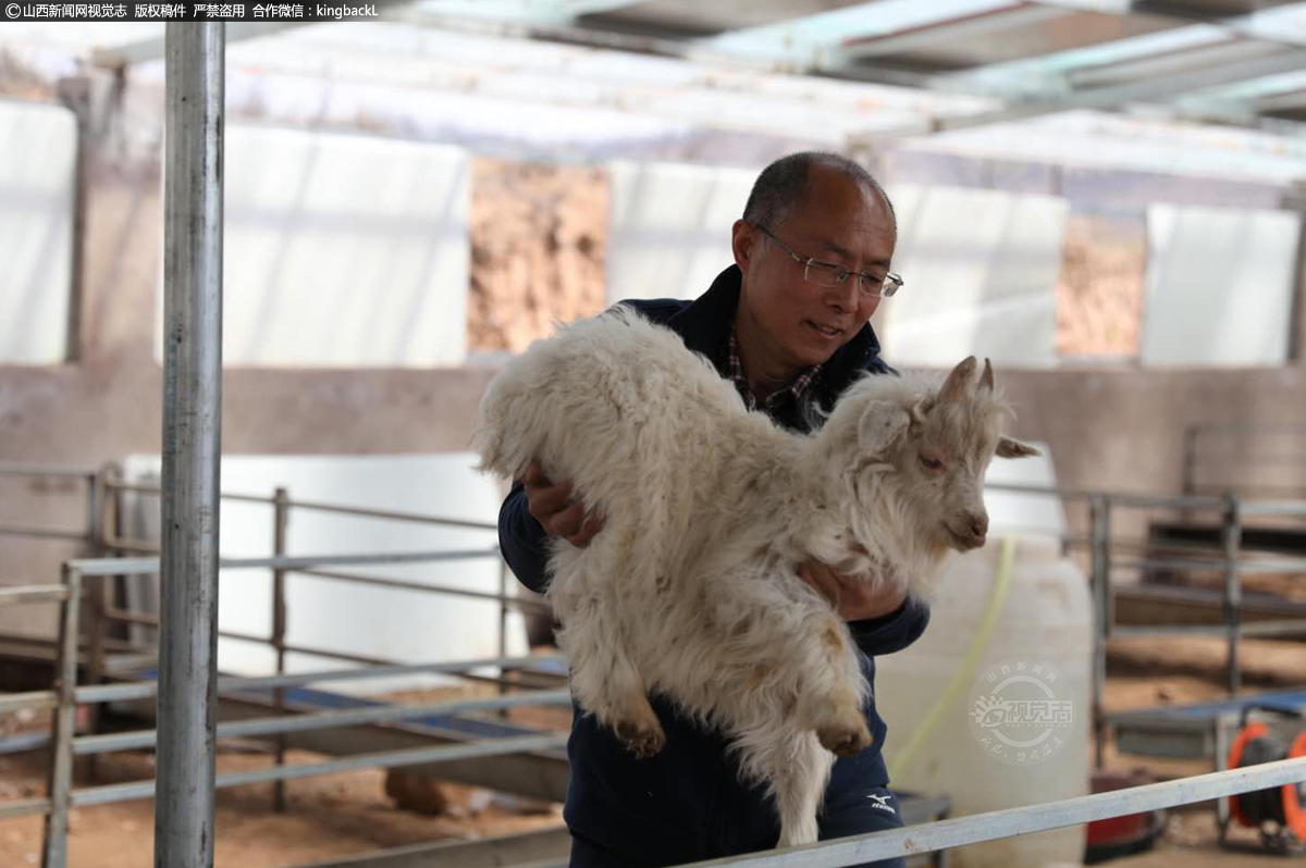      从此，他华丽转身以“羊倌”身份自居，每天与羊打交道，从中边学边干边示范。功夫不负苦心人，在他的指导和带动下实现当年增收20多万元的扶贫效益。2020年，村民主动用现金入股合作社45万元，养羊产业蒸蒸日上。