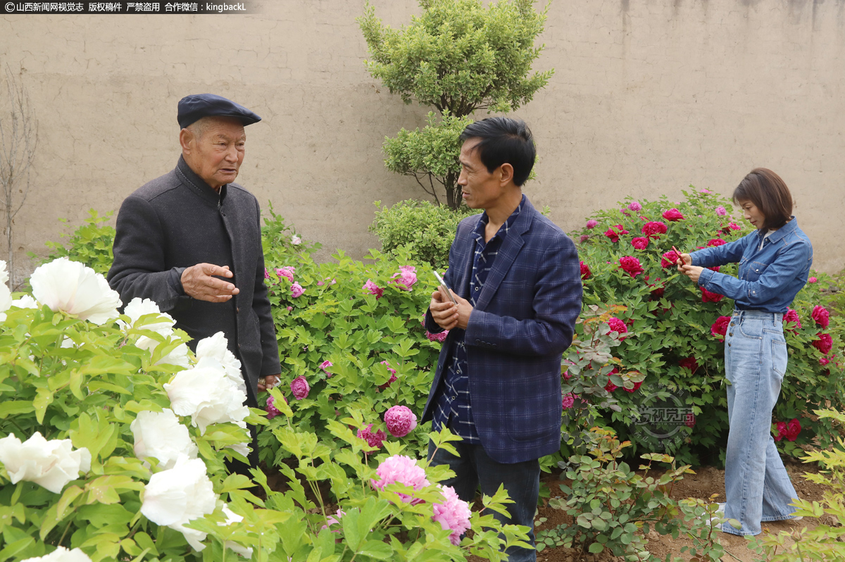      温勤学老人，今年91岁，家住运城市闻喜县桐城镇岭西村，从他记事起，他家里的前院后院就到处种的都是牡丹，父母亲对牡丹花的热爱在他身上得到了延续，他种牡丹几十年来，越种越好，红的、白的、粉的、绿的、黑的，品种齐全，如今他家的庭院已成了家庭公园，每天都吸引着众多游人来此观赏。（■山西新闻网特约摄影师：姚中吉）