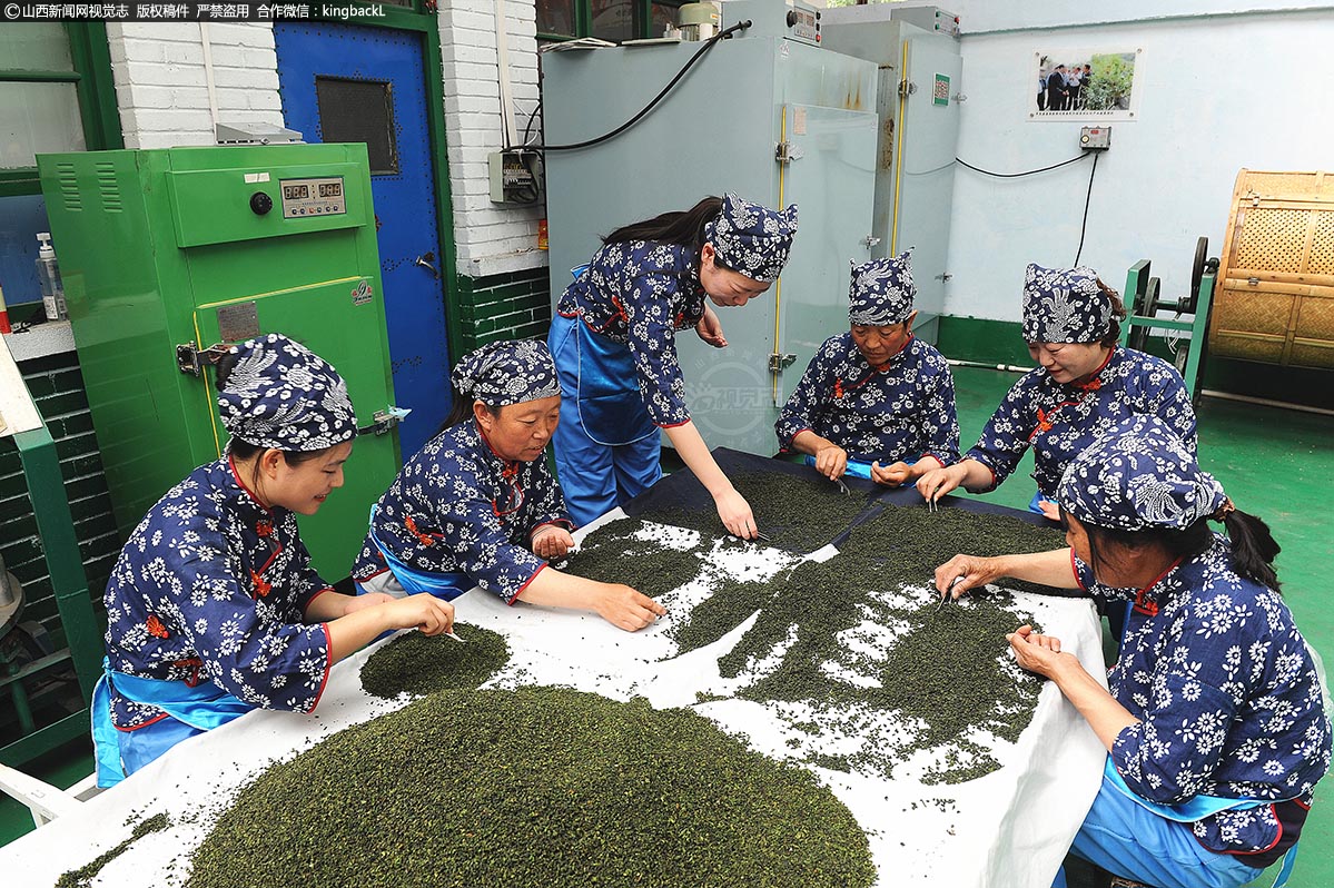      一些年龄偏大的贫困户更是一天也闲不下来，采茶、做茶、分拣、包装全都经过他们的手来完成，有效带动了全村以及周边5个村150余人的收入。