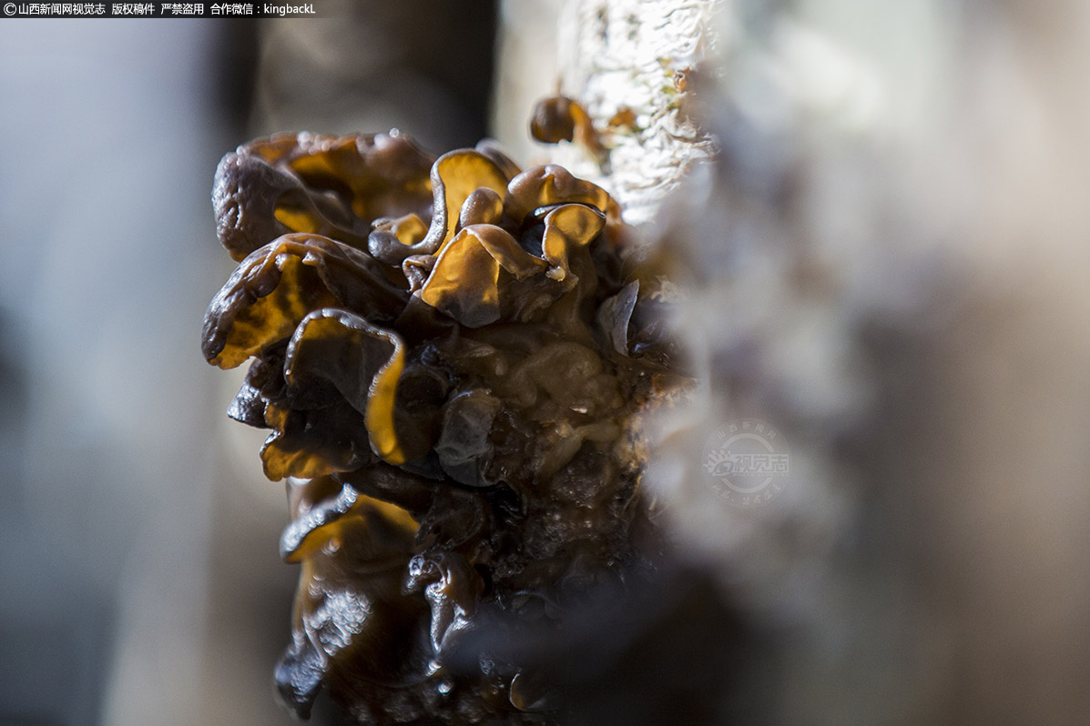      在当地的黑木耳种植基地，现种植椴木木耳2000多根，木耳菌袋5.3万棒。一朵朵黑木耳晶莹透亮，告诉大家这又是一个丰收年。