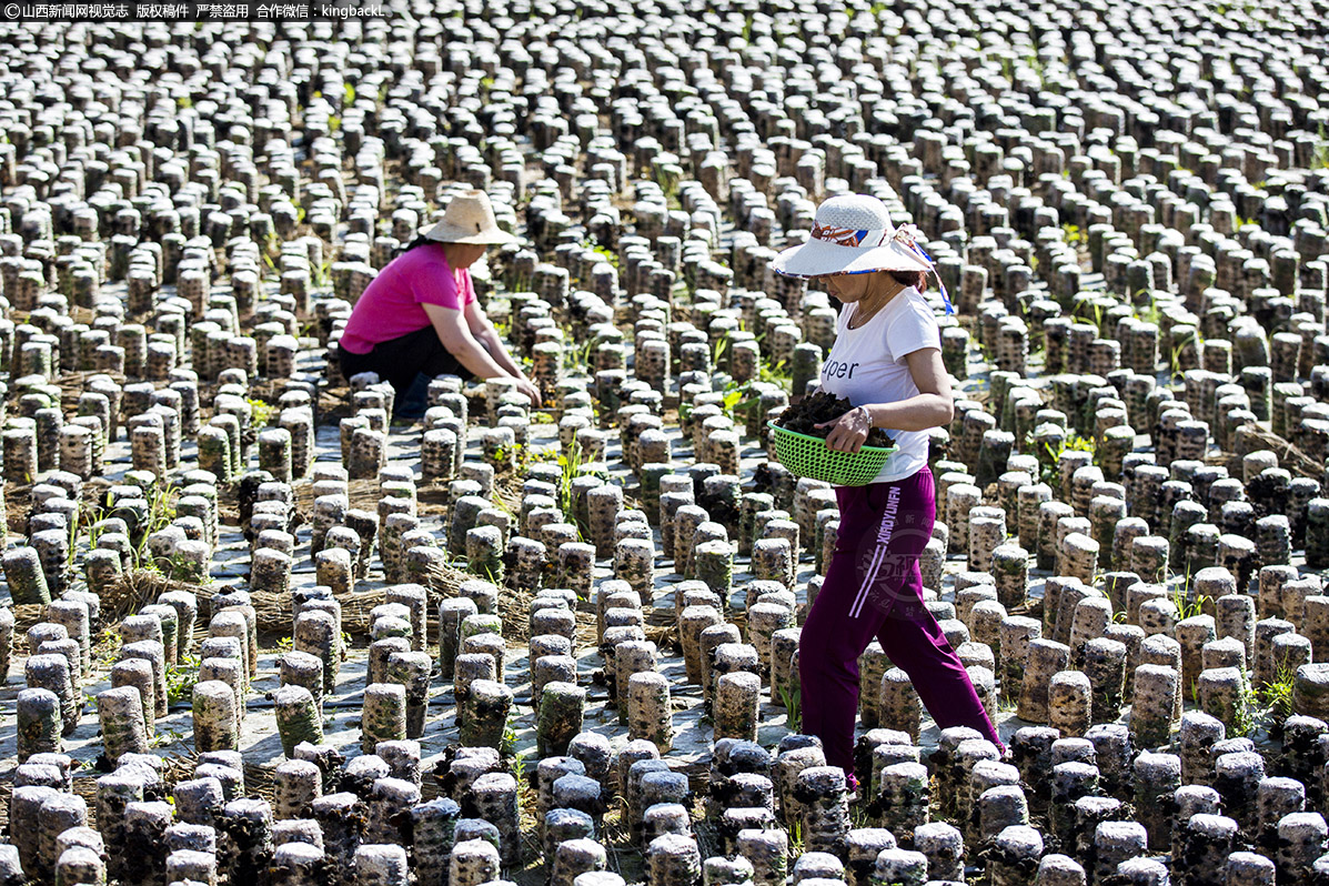      岔上村位于县城西北角，距离县城30公里，距离乡政府12公里，全村人口306户，947人，其中建档立卡贫困户86户247人，2014年脱贫35户105人，2015年脱贫9户17人，2017年脱贫2户7人，2018年脱贫22户75人，2019年脱贫14户32人，剩余4户11人计划2020年全部脱贫。