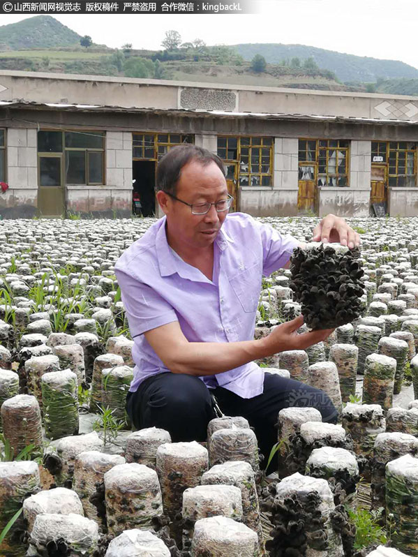      静乐县岔上村王成才，现年55岁，2018年任村委主任，为了带动全村致富，王成才不断创新想办法。2019年1月村里注册资金45万元，由王成才、白义田、张亮红带头，岔上、石门子和小沟滩三个村集体代表全体贫困户入股的形式，成立静乐县高峁山农业开发有限公司黑木耳种植基地，现种植椴木木耳2000多根，木耳菌袋5.3万棒，带动乡亲们脱贫致富。（■山西新闻网特约摄影师：范亮后）