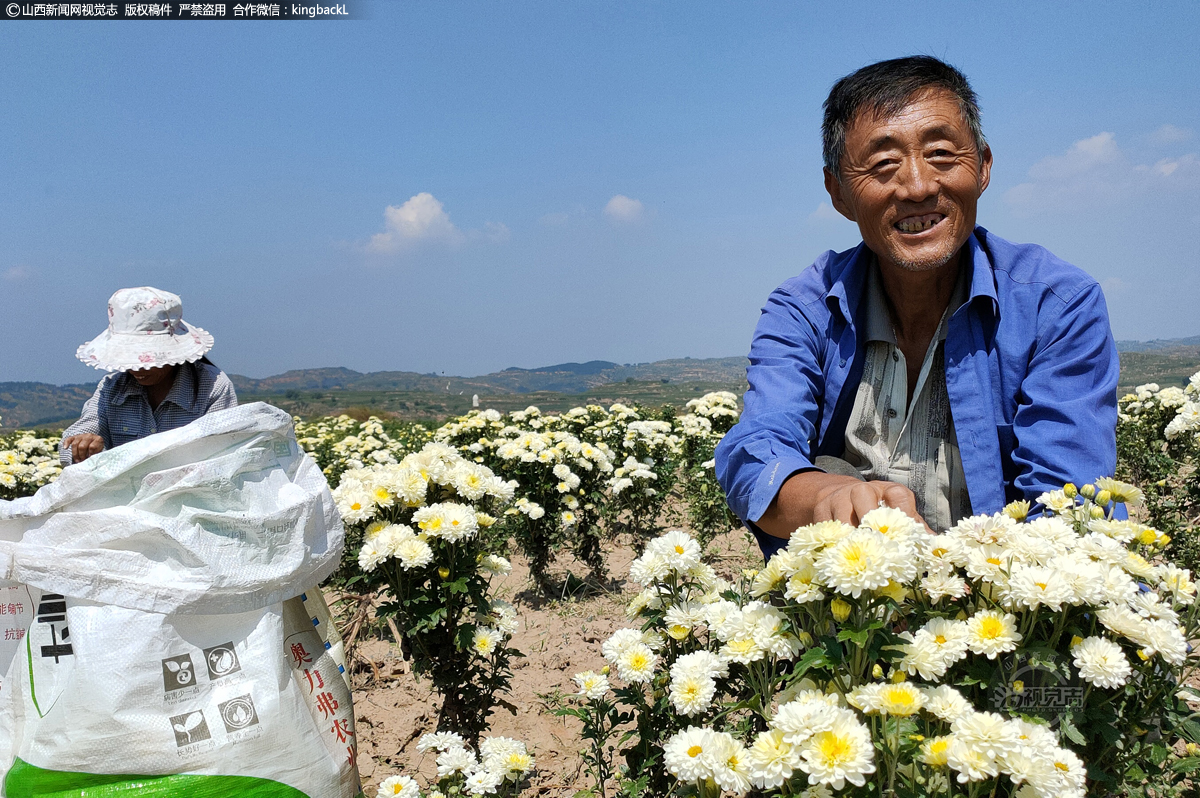      今年以来发展全县种植菊花1500余亩，涉及周边洪水、蟠龙、韩北、监漳、故城、涌泉等乡镇，并免费为450户菊花种植农户提供种苗、地膜、专用农具、购买土地农业保险和全程技术跟踪服务等。