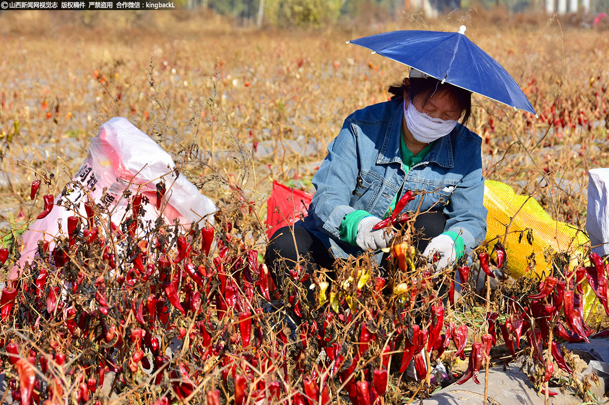      辣椒种植基地里的辣椒全红了，村民们一边采摘辣椒，一边享受着丰收带来的喜悦，到处一片忙碌景象。