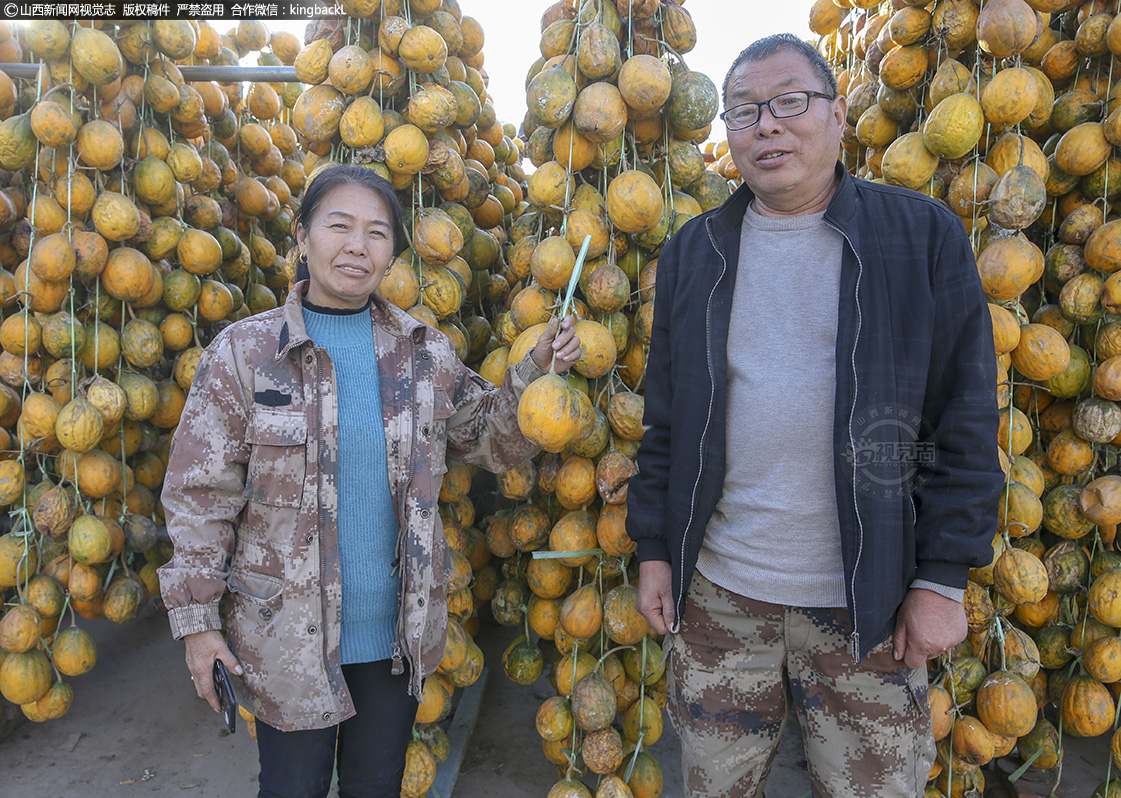      在山西省运城市新绛县阳王镇董村，作为全国中药材产销集散地之一，这里的中药材今年喜获丰收。村民高天民家种植的瓜蒌今年又迈上了新台阶，工人们正在他家院内忙碌着，晾晒成熟的瓜蒌，一串串或金或黄的瓜蒌挂在农家的院中晾晒着。图为高天民夫妻二人。（■山西新闻网特约摄影师：史云平）