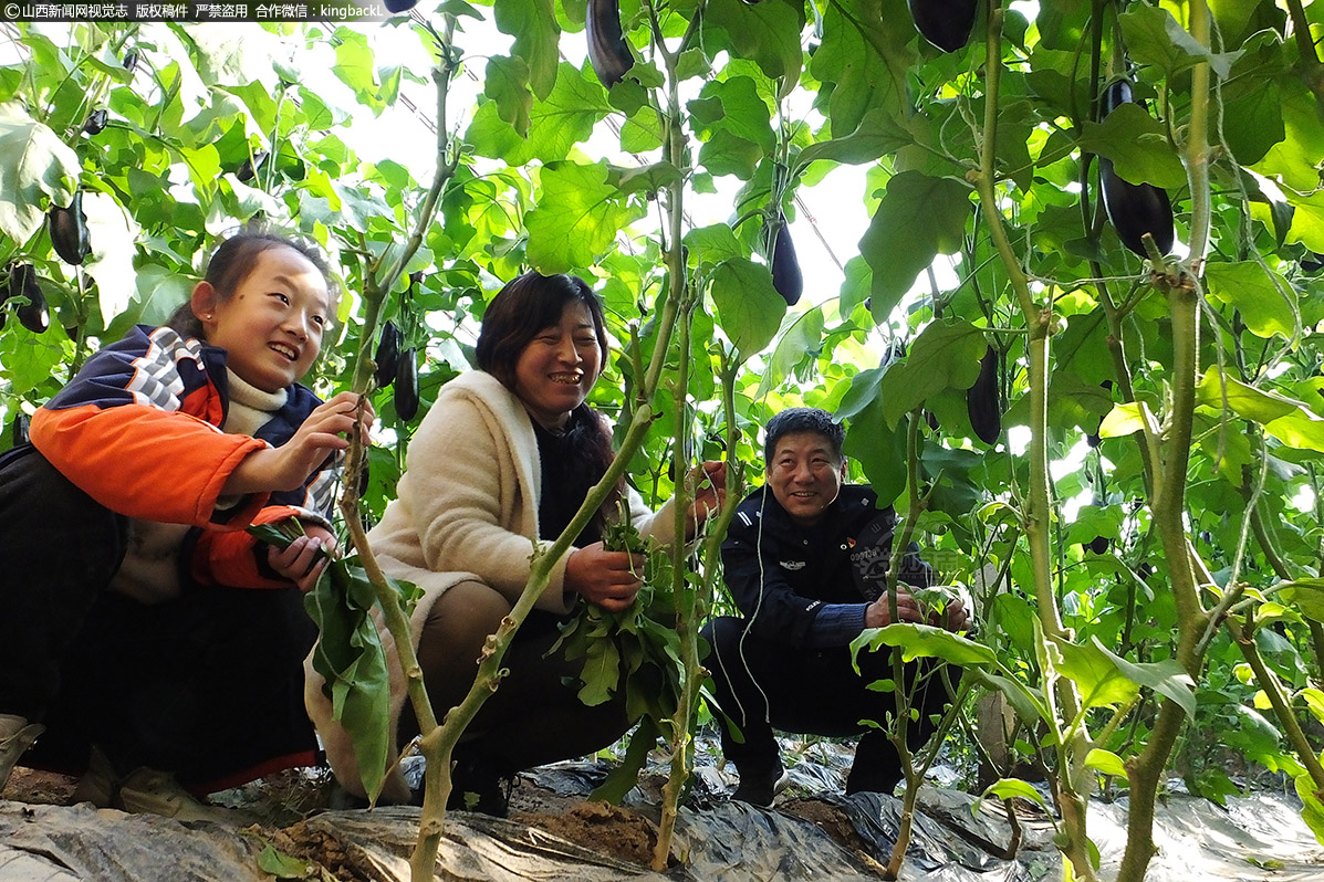      45岁的村民李丽红（中）同张卫东（右）在大棚里看成熟的茄子，这些茄子也即将上市。