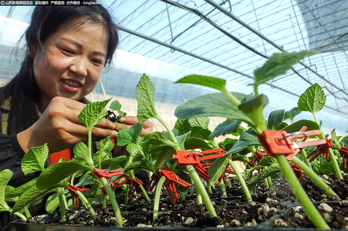      近期，虽然气温寒冷，但在运城市各地的设施蔬菜大棚基地里却一派生机勃勃的景象，辣椒、西红柿、黄瓜……绿色的嫩芽，一株株蔬菜苗茁壮成长，绿意盎然。（■本期摄影：高新生）
