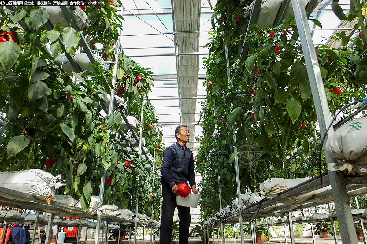      在无土栽培温室，菜农为栽培的新型辣椒苗浇水。菜农介绍道，最近晴天明显多起来，阳光有利于设施蔬菜生长，周边菜农都挣到了钱，现在冬天村里也没有闲人了。 