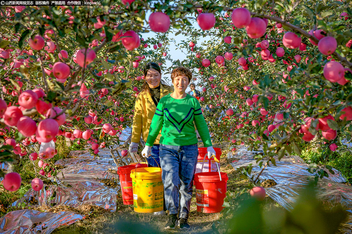      翼城优品——翼城苹果：翼城苹果生长在北纬35度、海拔800—1200米国际公认苹果黄金优势产业带上，总面积达20万亩，年产量25-30万吨。