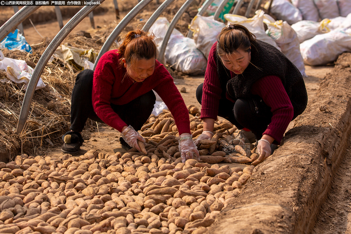      目前，全村种植红薯400余亩，通过实行线上线下销售，可实现产值240余万元，增加收入200余万元，已成为当地新的农村经济增长点。