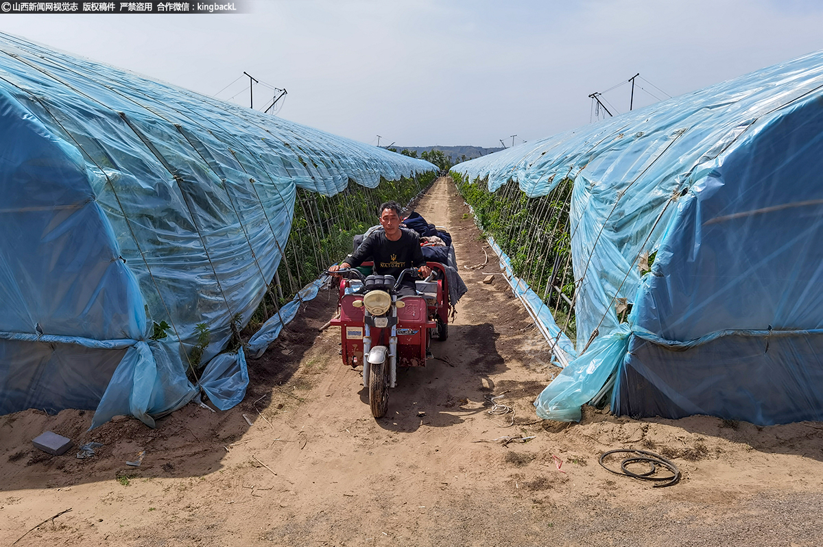      果农正在油桃大棚里忙碌。施肥管理、修剪整形、防治病虫……一天都不得闲，每天还要扣棚，早晚将棚顶的草帘子卷起又盖住，保持适宜的光照和温度。