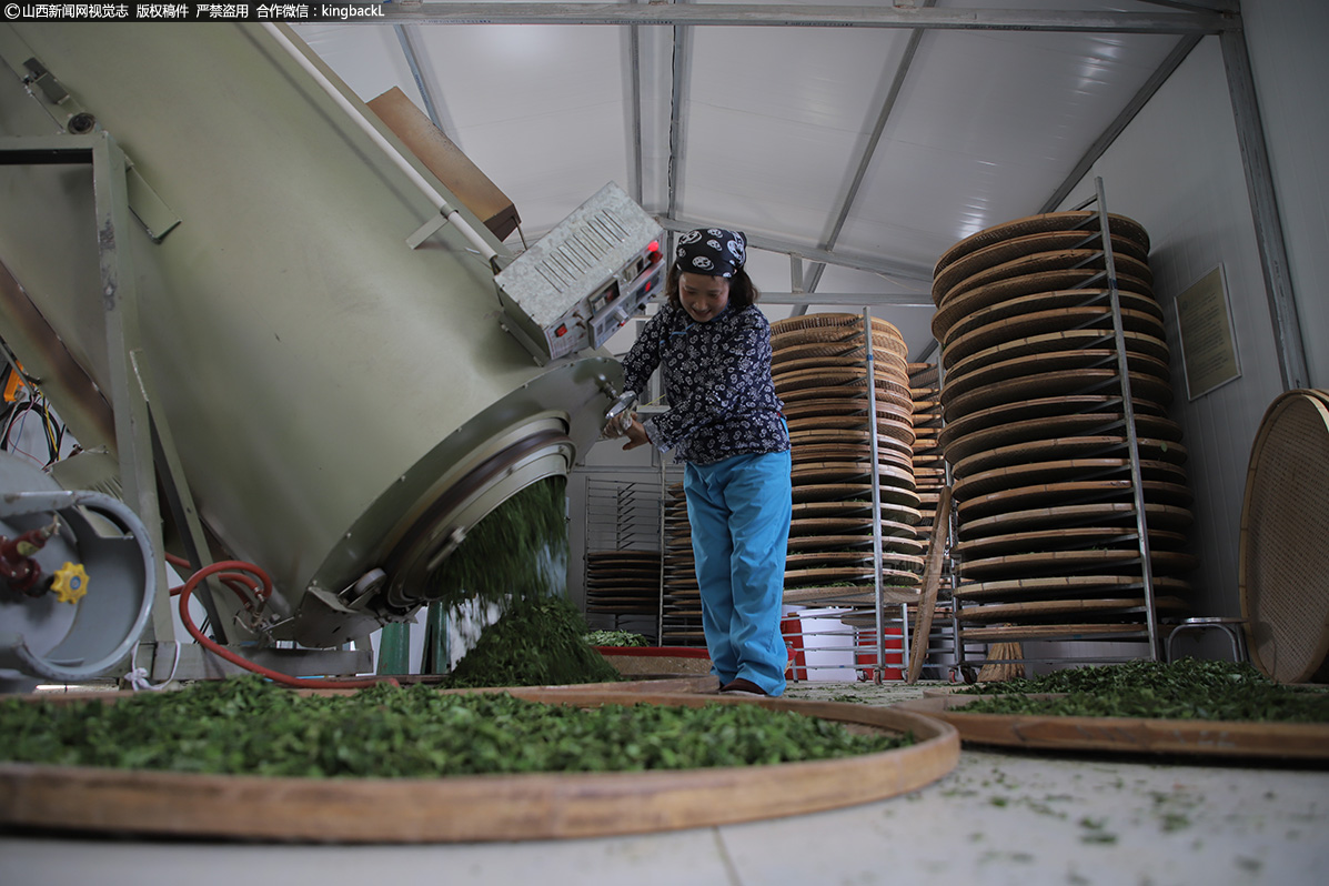      在壶关县南坪头坞村的连翘药茶制茶车间，工作人员正在加紧调试生产设备，准备炒茶制茶。