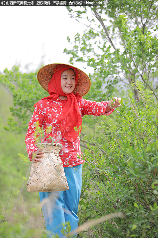      春暖花开季，正是制茶时，每年的春季，村里的连翘茶厂也就忙活起来，村民们忙着采茶制茶，只等连翘叶长出来，产品就可以上新了，小小的连翘茶，带动了村里增收致富。