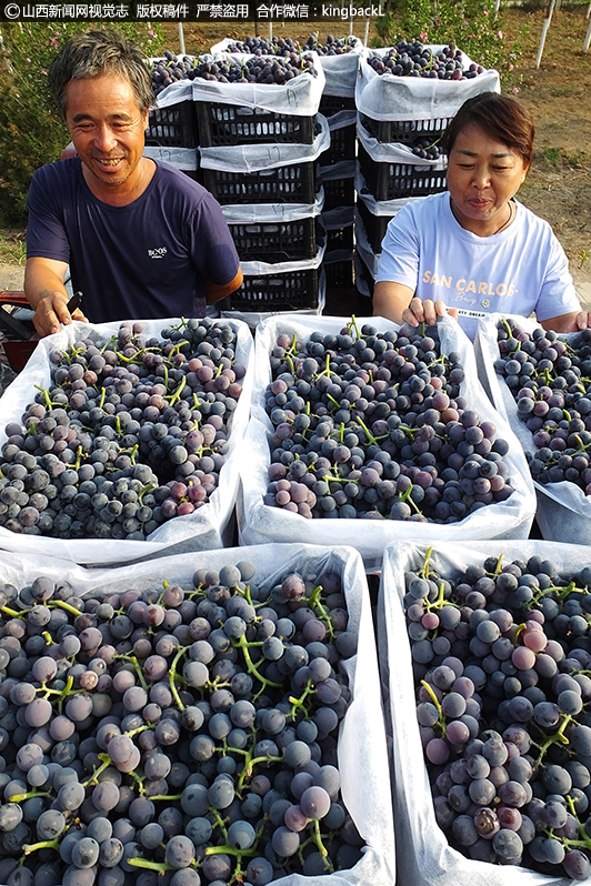      王庄村自然条件优越，土地适宜，适合葡萄生长，所产葡萄具有果粒饱满、含糖量高，深受附近县市客商欢迎。