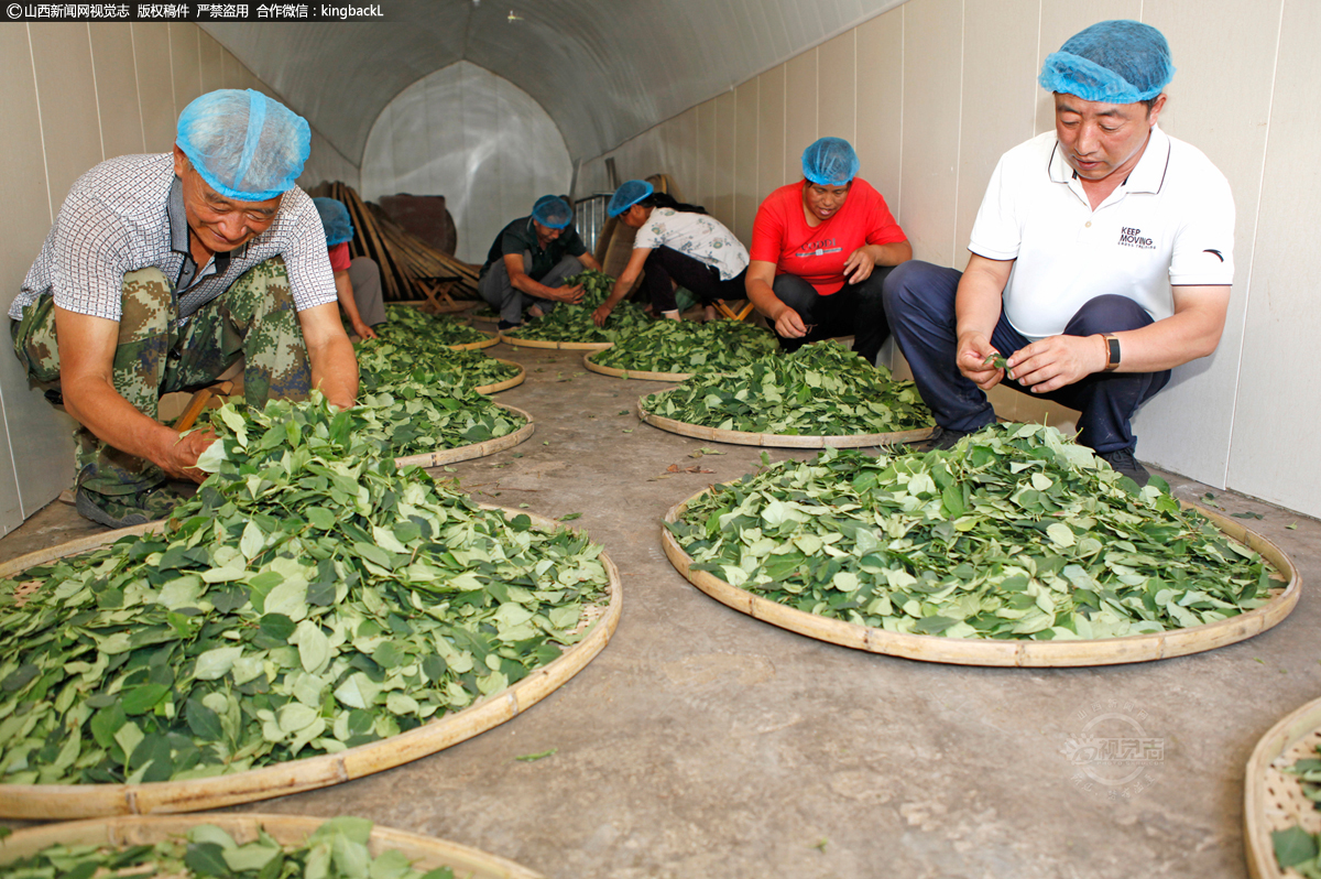      当地民众素有泡饮这些中药材的习惯，简单地炮制、饮用已有数千年历史。因没有形成良性的产业链，多年来，连翘药用价值和新资源食品的开发价值没有被深度挖掘，也没能将地理、气候优势转化为良好收益。