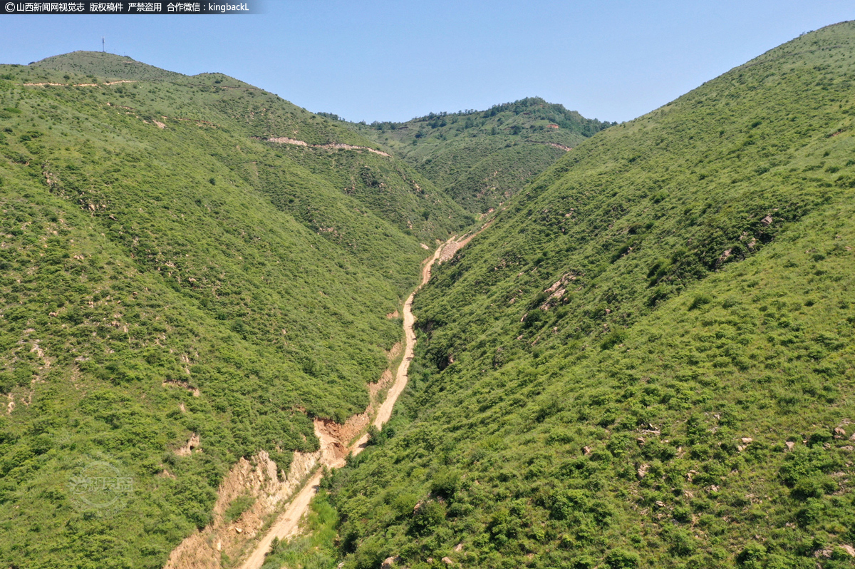      龙王庙村位于山西省襄汾县东部山区，平均海拔1100米，野生连翘面积达7000余亩。近年来，龙王庙村紧紧依托独特的自然资源，大力发展连翘种植加工产业，带领村民共同致富，助推乡村振兴。今年可加工销售连翘叶茶品2万余斤，为村民增加收入100余万元。（■山西新闻网特约摄影师：李现俊）