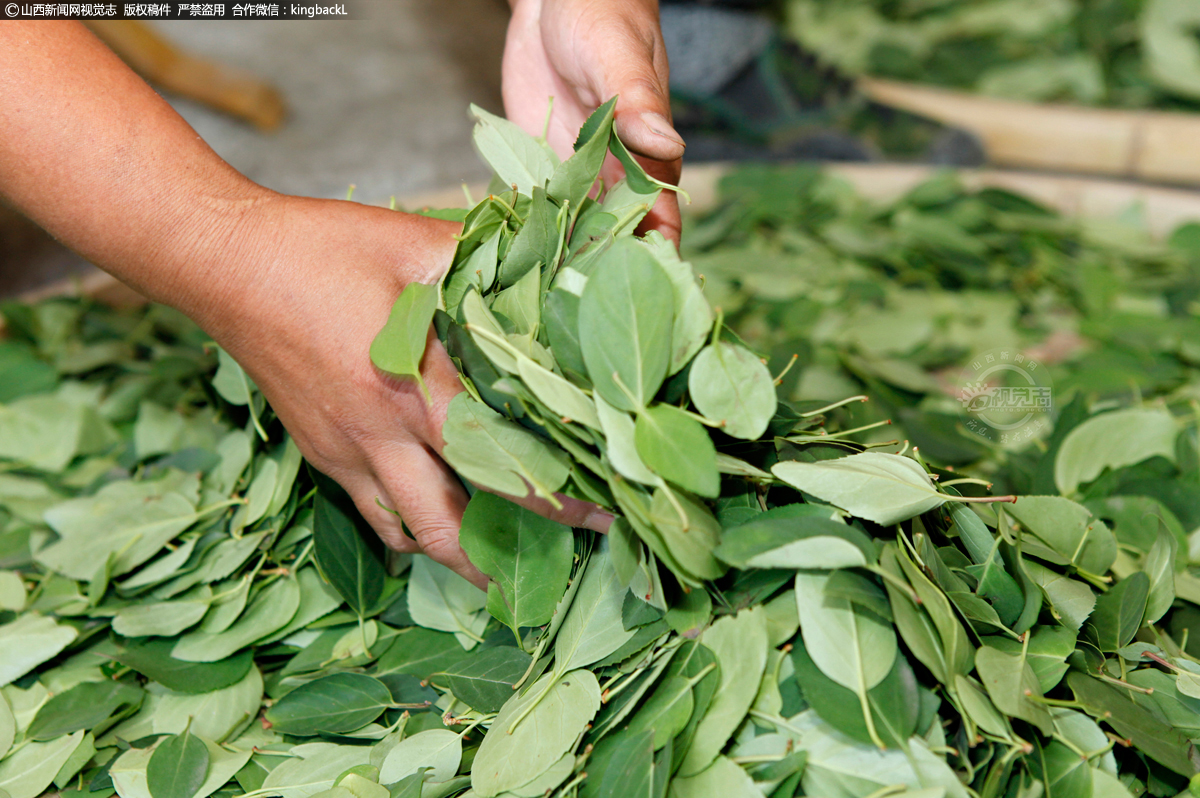      连翘叶茶以纯正嫩叶为原料，经过采摘、筛选、清洗、蒸制、揉搓、干燥、分级筛选、包装等工序加工而成，可分为连翘绿茶、红茶和黑茶。