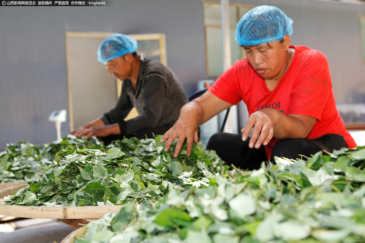      大邓乡相关负责人介绍说，药茶项目是一个扶贫产业项目，为保证投入的扶贫资金能真正为贫困户带来实实在在的收益，无论具体实施的公司是否处于盈利期，必须保证贫困户的保底分红和劳动收入。