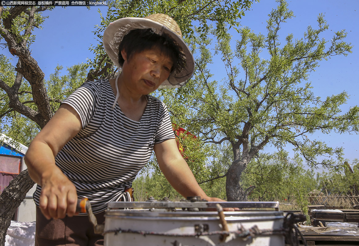      李师傅的妻子，从他们开始养蜂，就一直是一位得力助手，跟着丈夫的节奏，她也慢慢了解了蜂的习性，对于养蜂人来说，被蜂蛰一下，几乎是常有的事儿，但李师傅的老伴却说，只要不惹蜂，一般它们不会蛰人。