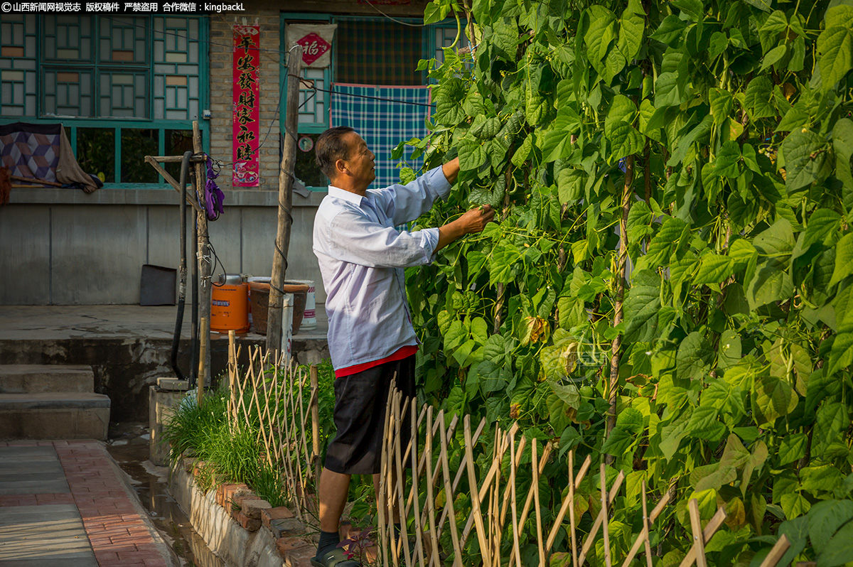      近年来，静乐县聚焦生态宜居，着力打造美丽乡村，结合乡村旅游，因地制宜，积极引导村民发展庭院经济，充分利用房前屋后的空余土地，发展果蔬种植，在丰富自家 “菜篮子”的同时，也扮靓了自家“小院子”，鼓起了自家的“钱袋子”。 (■山西新闻网特约摄影师：袁晋锋)