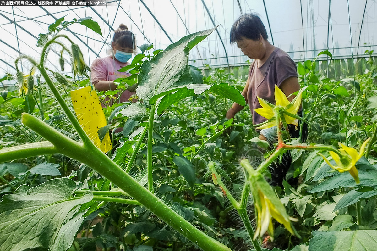      加强田间管理尤为重要，种植户们要在棚里除草，整理枝叶，随时关注天气变化。充足的光照、适宜的温度、适度浇水、合理施肥，做好以上管理措施，西红柿才能生长好。