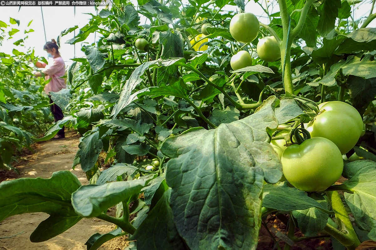      在古交镇北王马村，村民在大棚里管理即将上市的西红柿。一行行西红柿秧苗枝繁叶茂、硕果累累，一串串青绿色的西红柿饱满圆润、长势喜人。
