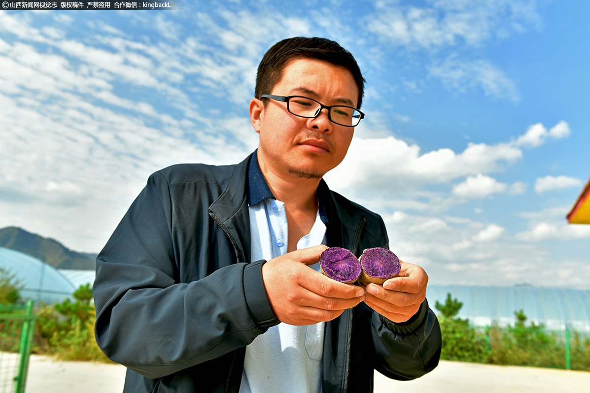      邵海峰，是土生土长的五台县蒋坊乡泗阳村人，针对传统种植效益低、农民增收困难的实际情况，他积极开展特色种植试验、示范，今年引进种植“黑金刚”土豆，为村民们找到了增收致富的“金刚钻”。（■山西新闻网特约摄影师：卢俊华）