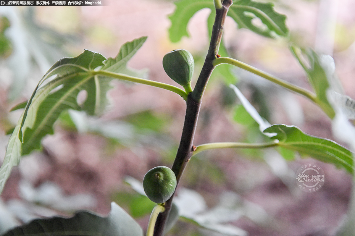      除了蓝莓之外，另一个温室中种植的无花果也是山西土地上的“稀客”。“大家来得不巧，昨天刚收获了一批成熟的果子，所以现在各位记者们只能看到未成熟的小果。”