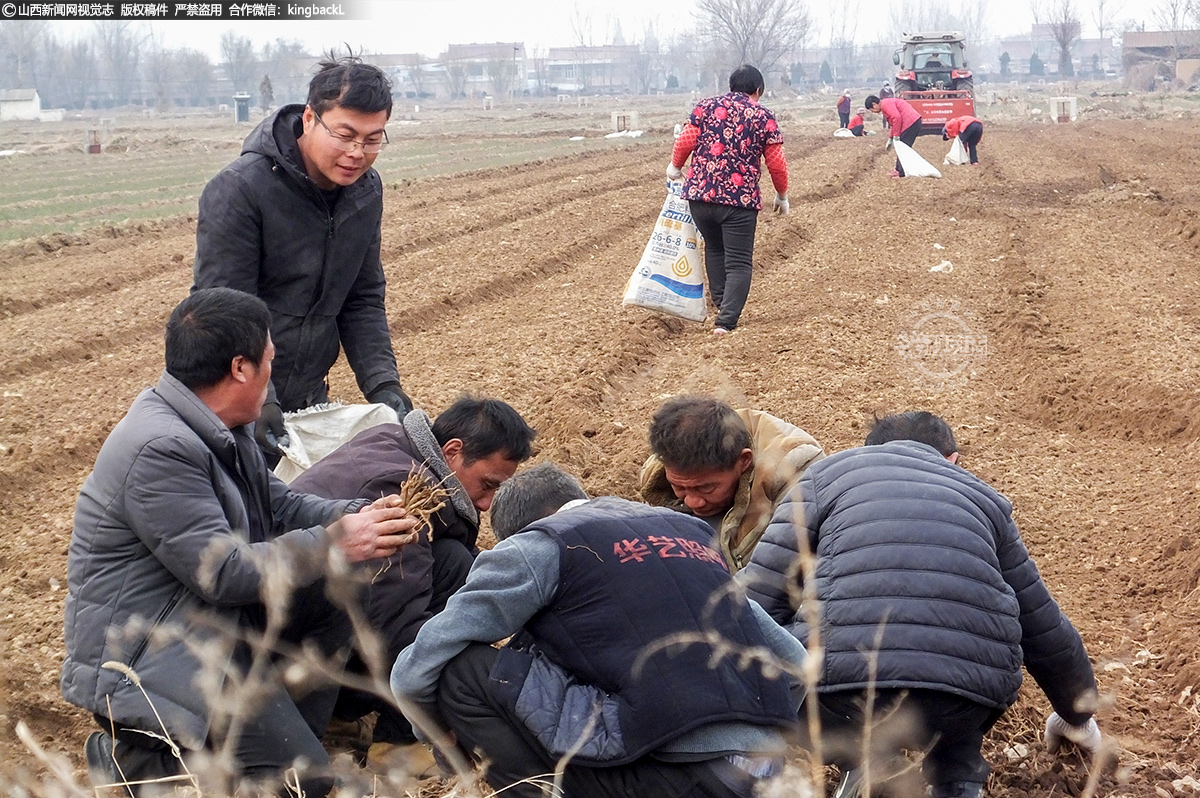      据药农介绍，当地土壤肥沃，土质疏松透气，光照充足，适宜黄芪生长发育，出产的黄芪色鲜质优。