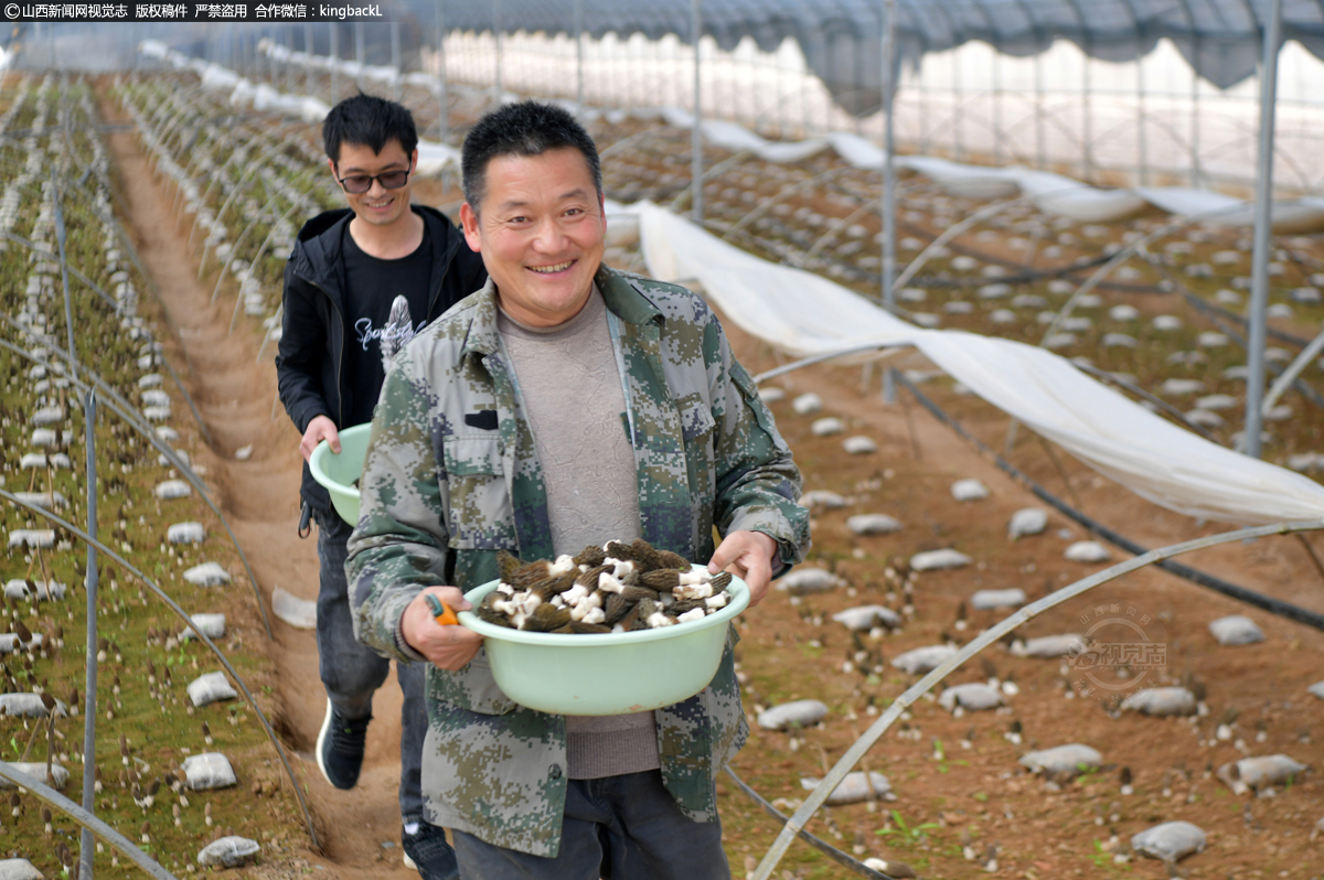      三月下旬，在山西省临汾市古县三合镇贾村羊肚菌大棚内一片生机盎然，一株株羊肚菌破土而出，撑起了褐色的“小伞”，个大肉厚，肥硕饱满。正在棚里忙活的农户，脸上露出了丰收的喜悦，因为这些小小的羊肚菌个个都是致富的金疙瘩。（■本期摄影：赵林彦  王亚茹  王彬）