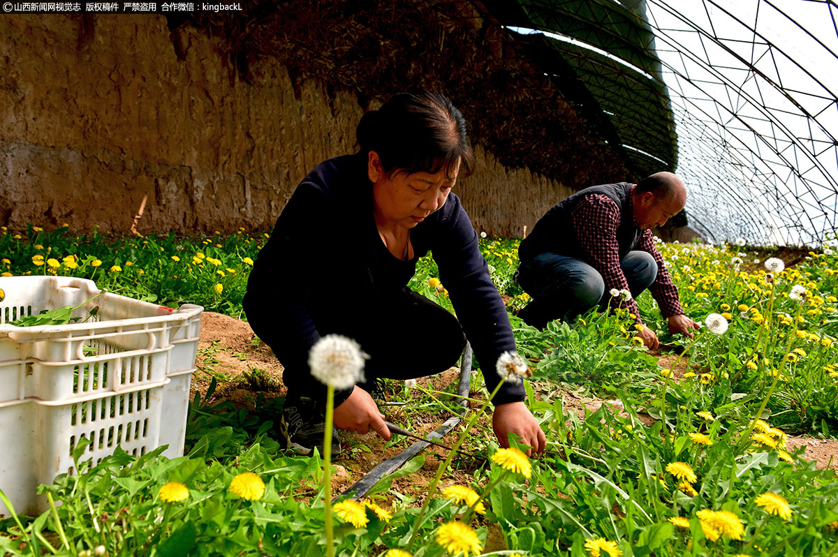      春耕备耕时节，五台建安镇东建安大棚芦爱玲蒲公英种植基地，种植户贺军伟和他的妻子正在收获新引进种植的四倍体蒲公英，鲜嫩的蒲公英叶片，在阳光下晶莹翠绿，惹人喜爱。（■山西新闻网特约摄影师：卢俊华）