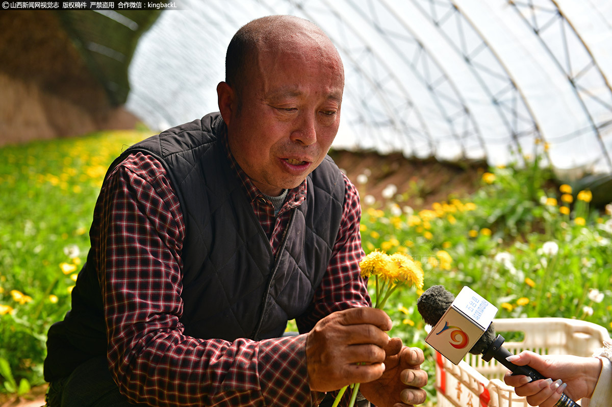      贺军伟说道，从2020年引进到现在，已栽培22个温室大棚，露地栽培50亩，下一步准备加工蒲公英花茶。