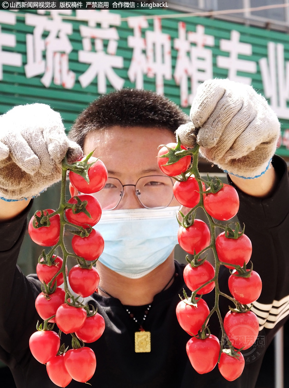      ‎蔬菜经纪人贾鹏军在新绛县泉掌镇王守庄村蔬菜批发市场展示给客商运送的连串圣女果小西红柿。