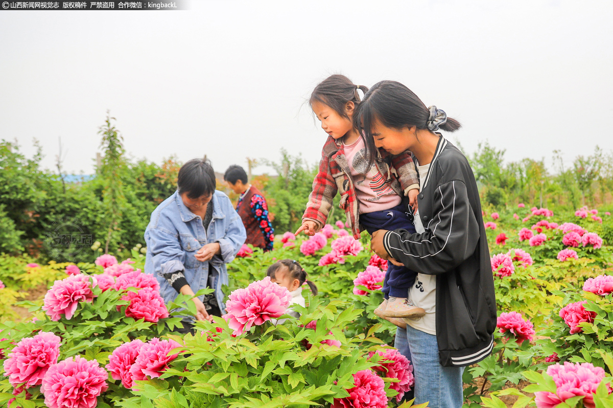      近日，杜亚娟的牡丹花园吸引了当地很多群众，人们徜徉在散发着芳香花丛间尽情地观赏，成为美丽生态庙前古镇的一道靓丽景观。