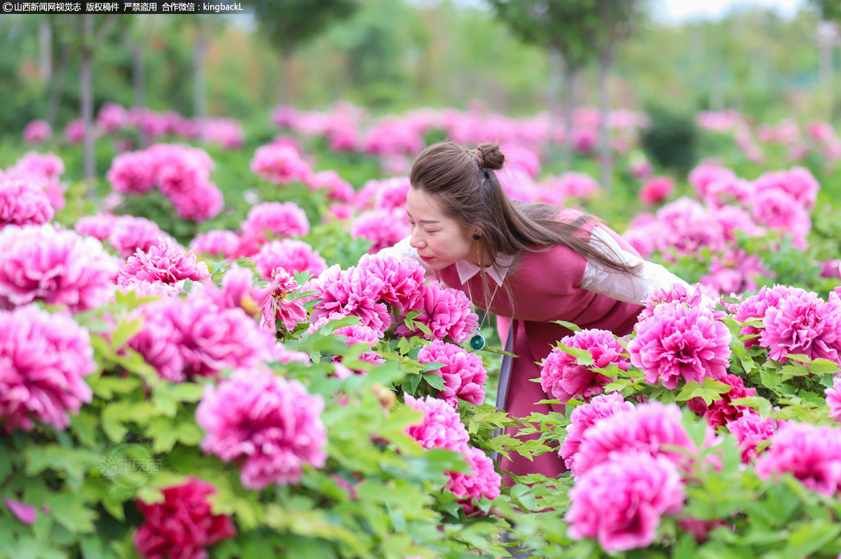      牡丹花自古以来就是很多人喜欢的花，因为牡丹花雍容华贵，国色天香，有着高雅的气质，而且一身傲骨，所以喜欢种植牡丹花的人也是很多的。