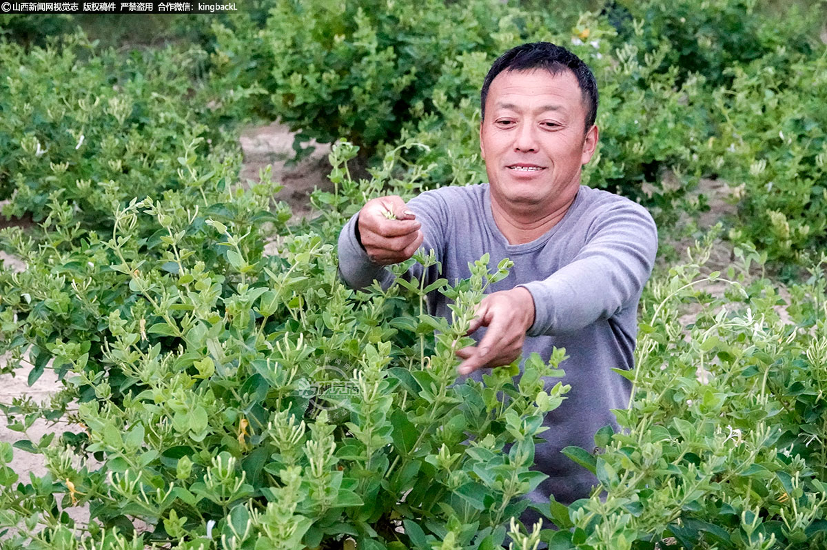      金银花已全面进入采摘期，随处可见一簇簇的金银花苞压坠枝头，园子也开始一片忙碌。