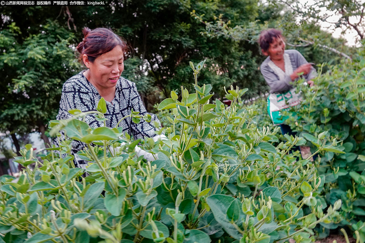     在新绛县泽掌镇吴岭庄村，连片的金银花枝繁叶茂，一簇簇黄白相间的金银花俏立枝头，生机盎然，微风袭来，散发出阵阵清香，沁人心脾。
