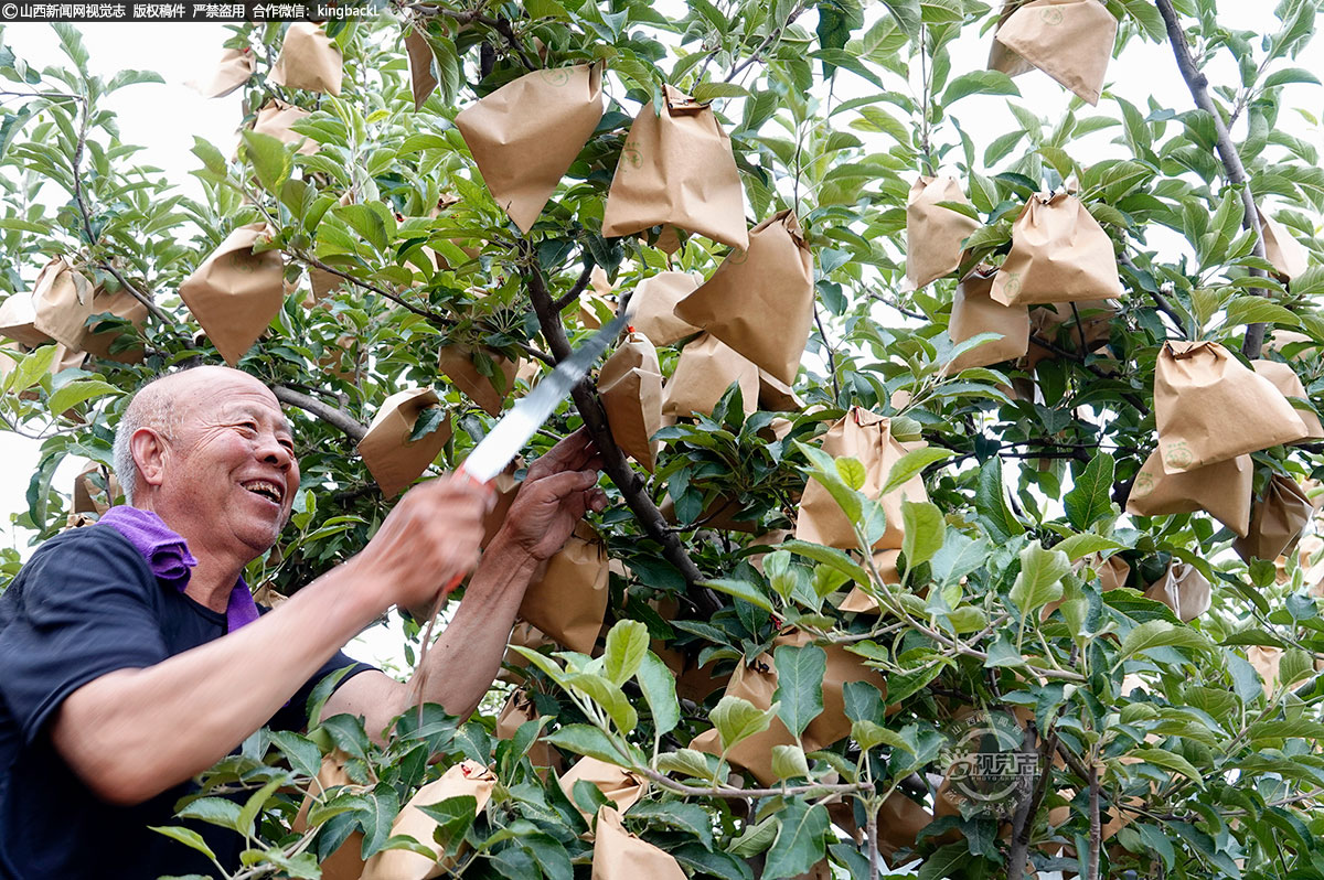      新绛县龙兴镇段家庄村，村民抓紧晴好天气修剪丰收在望的苹果树，以提高今年苹果质量和产量。