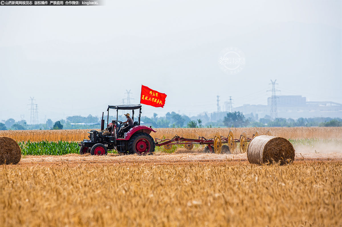      当地农民们抢抓农时，充分发挥农业机械化作用，利用晴好天气抢收丰收小麦，确保粮食颗粒归仓。
