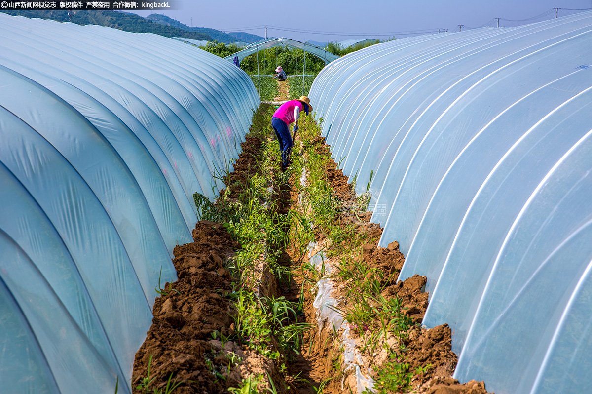      项目建设见效后，设施栽培的每年每亩单产4000公斤，田间批发价6元/kg，一期西瓜大棚种植2300亩折合产值5520万元。