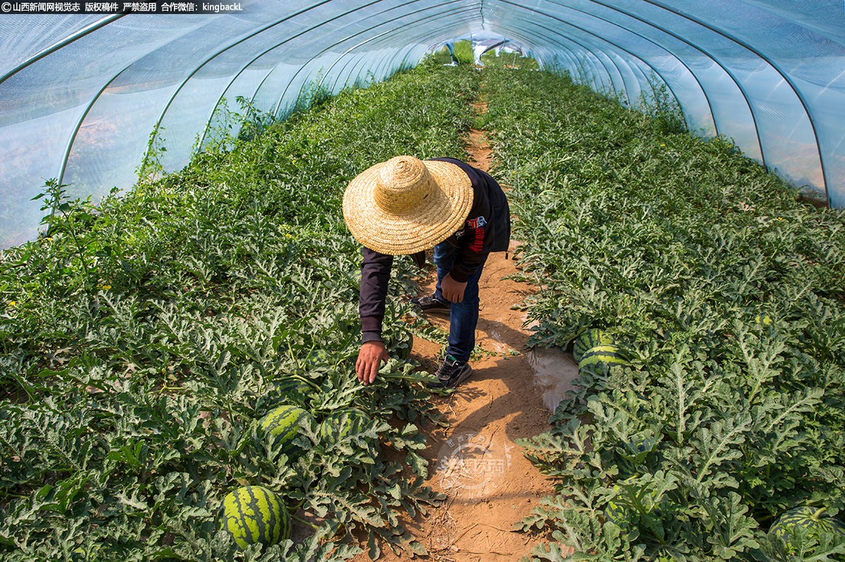      7月下旬，走进静乐现代农业产业示范区，一排排错落有致的西瓜大棚映入眼帘，一个个圆滚滚的西瓜密密麻麻地散落在绿叶间，瓜农正在采摘成熟的西瓜。目前，西瓜长势喜人，已进入成熟季节，将陆续投放市场。