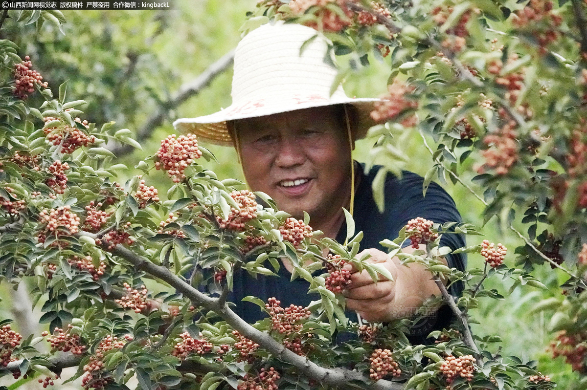      目前，小花椒已成为当地推进乡村振兴，稳定农民脱贫致富增收的主导大产业。图为椒农史永学在自家种植的8亩花椒地里加紧采摘丰收的大红袍花椒。